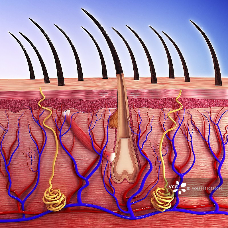 人类毛发图片素材