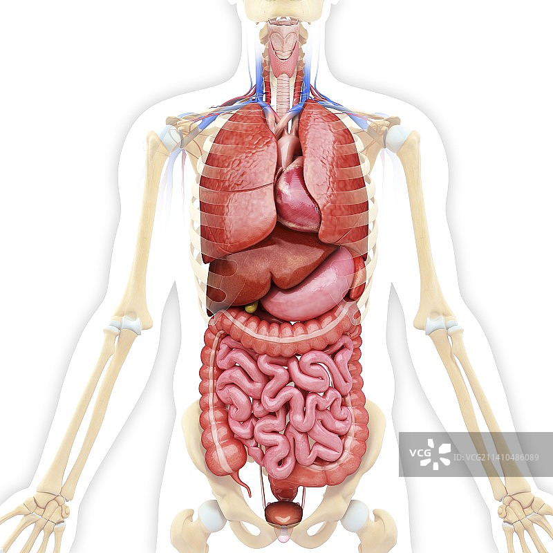 人体内脏，艺术品图片素材