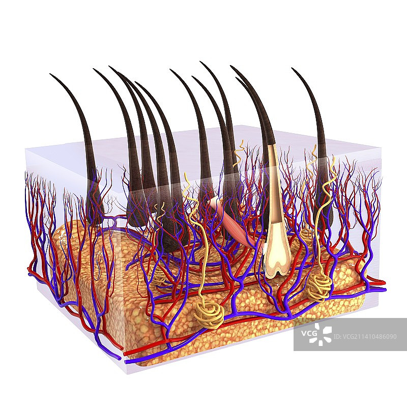 人类毛发图片素材