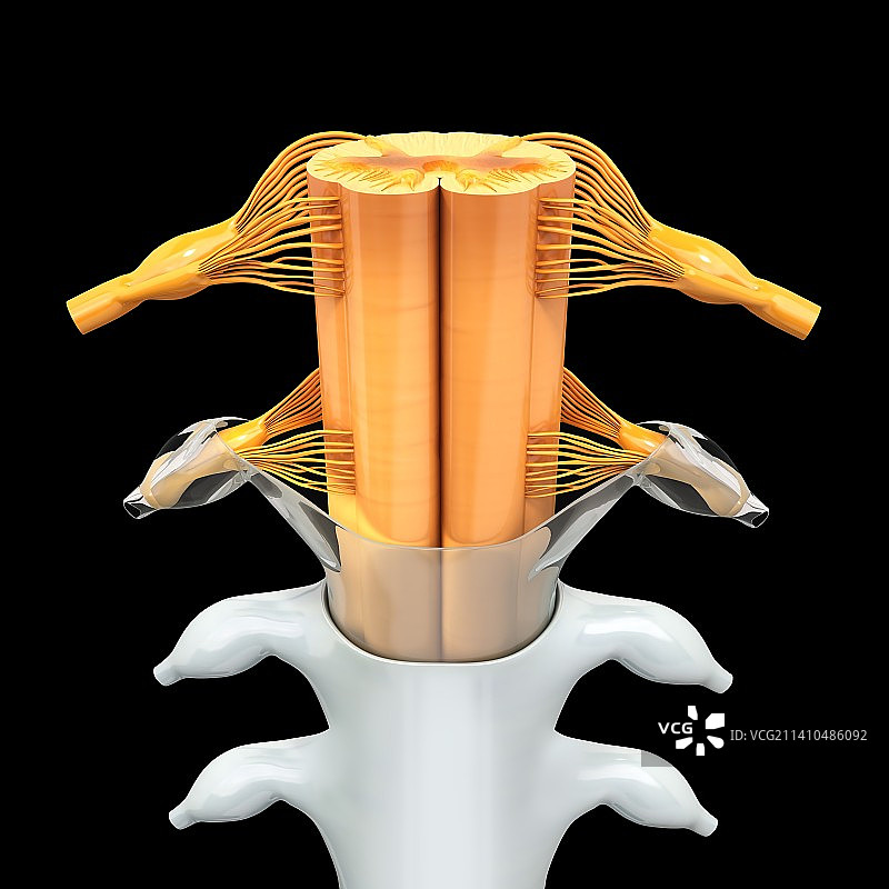 人类脊髓艺术图图片素材