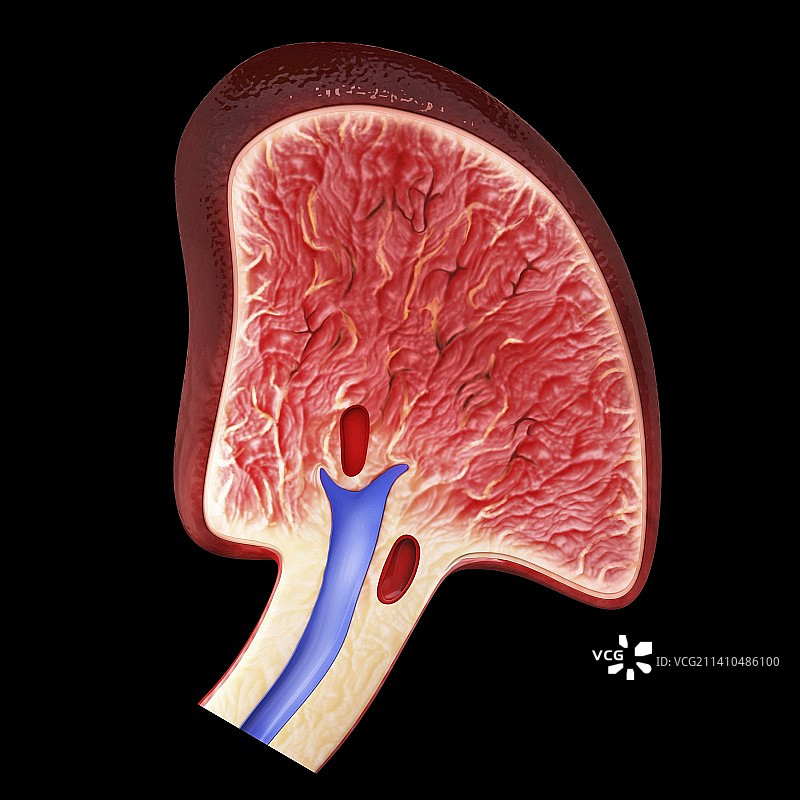 人类脾脏艺术图图片素材