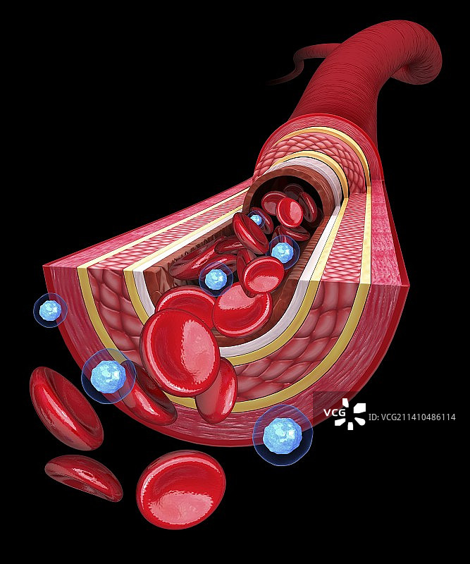 人体动脉艺术作品图片素材