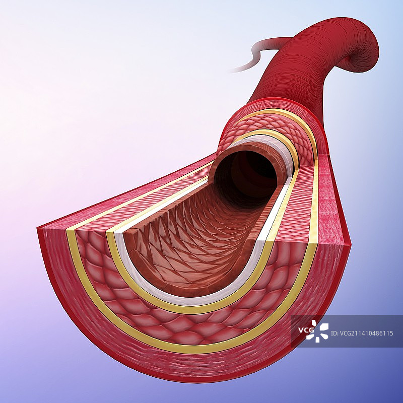 人体动脉艺术作品图片素材