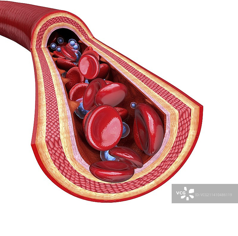 人体动脉艺术作品图片素材