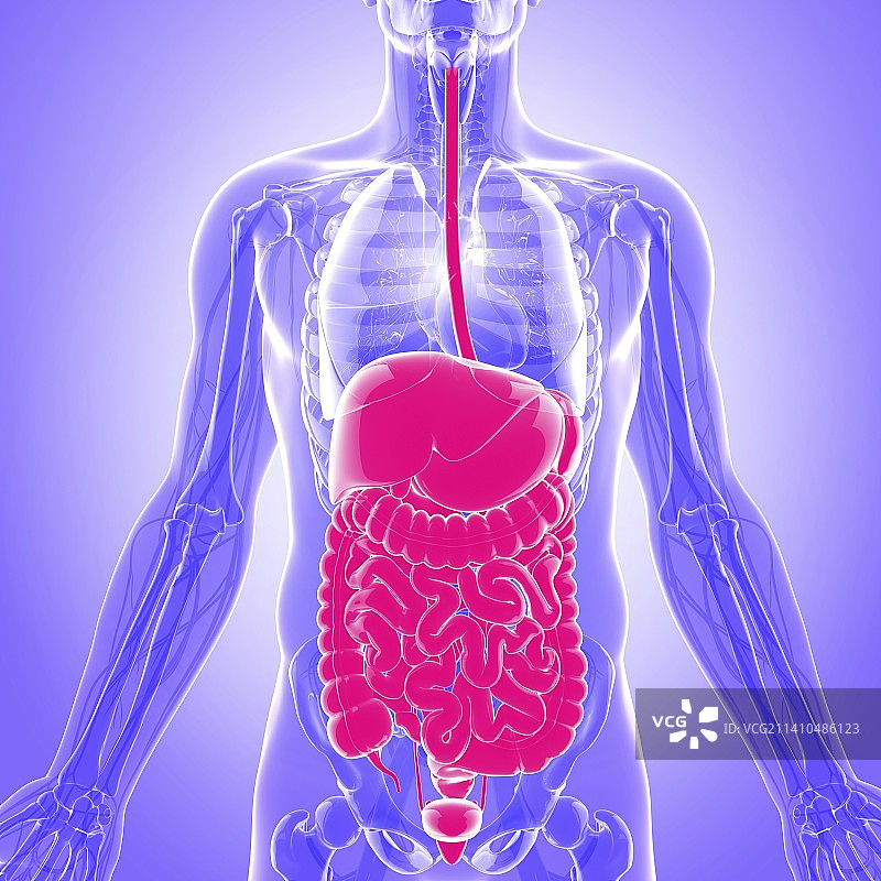 人类的消化系统，艺术品图片素材
