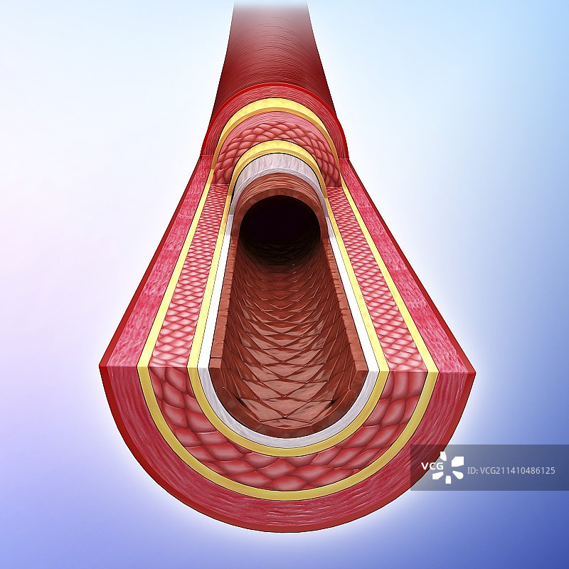 人体动脉艺术作品图片素材
