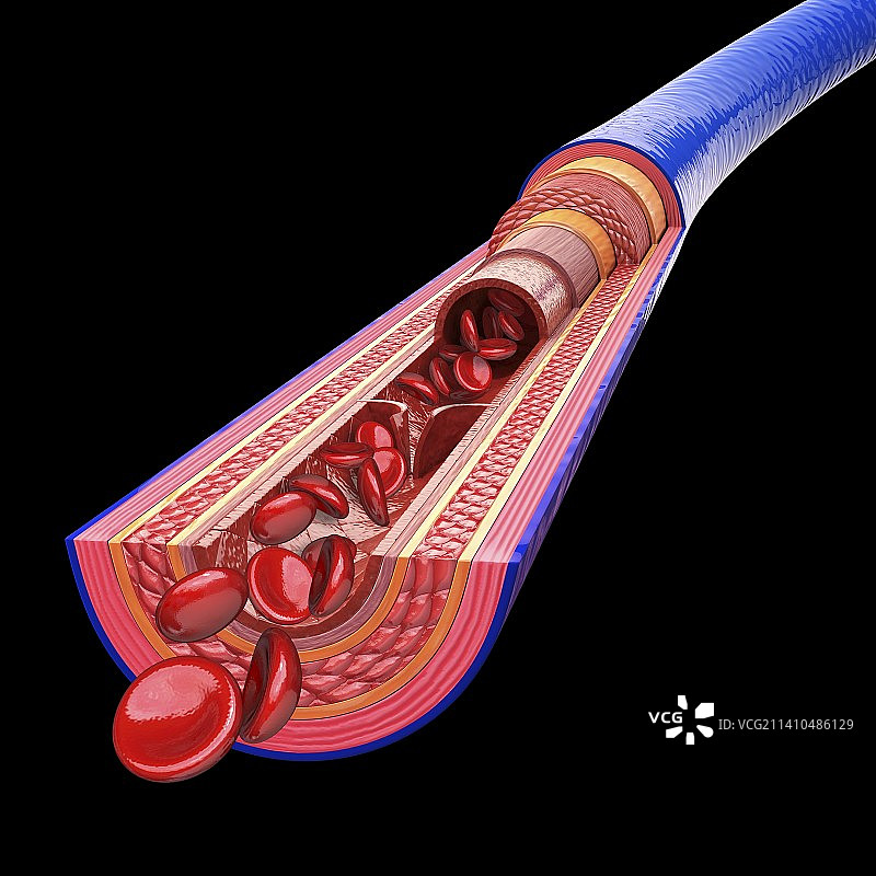 人体静脉艺术图片素材