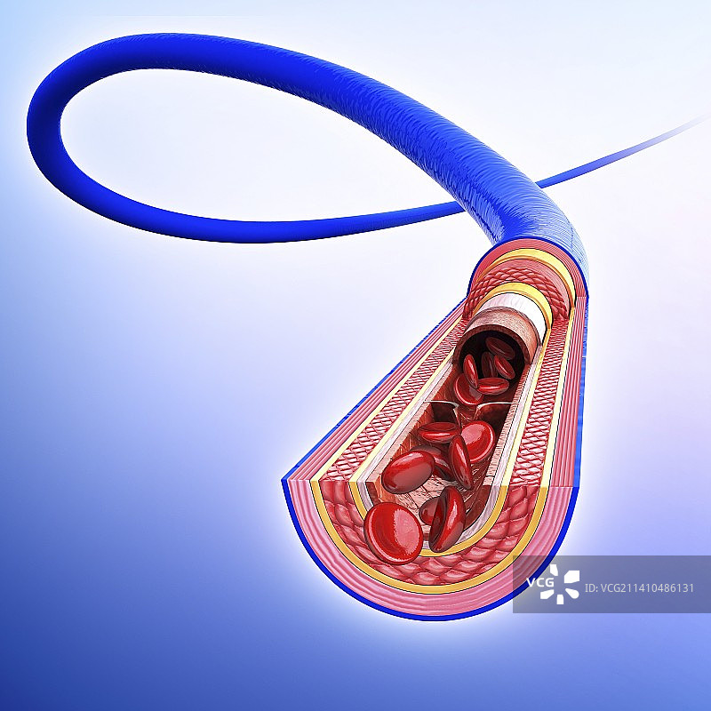 人体静脉艺术图片素材