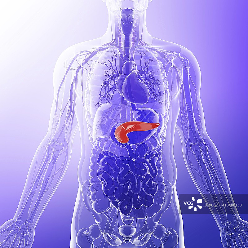 人胰腺医学插图图片素材