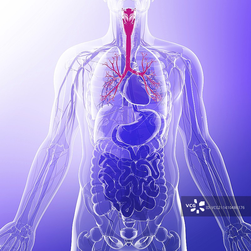 人类喉咙电脑艺术作品图片素材
