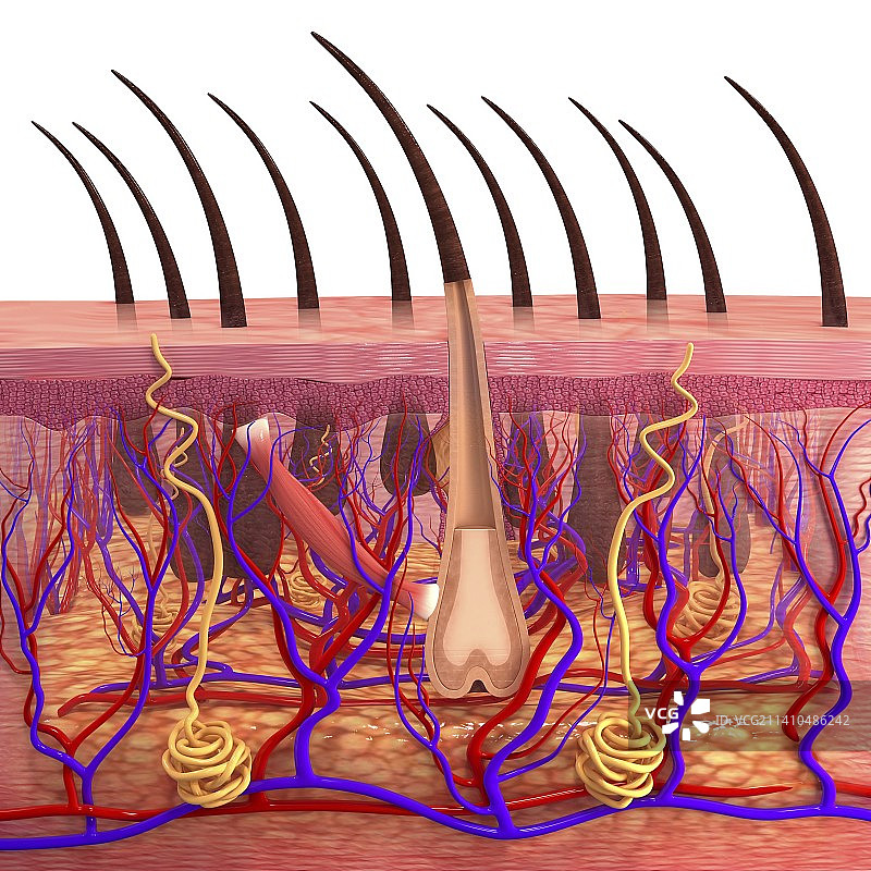 人体皮肤艺术图片素材