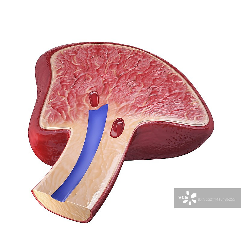 人类脾脏艺术图图片素材