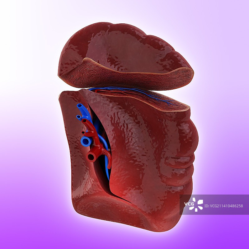 人类脾脏艺术图图片素材