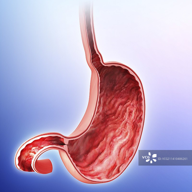 人体胃部艺术作品图片素材