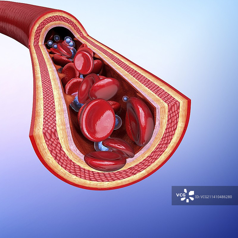 人体动脉艺术作品图片素材