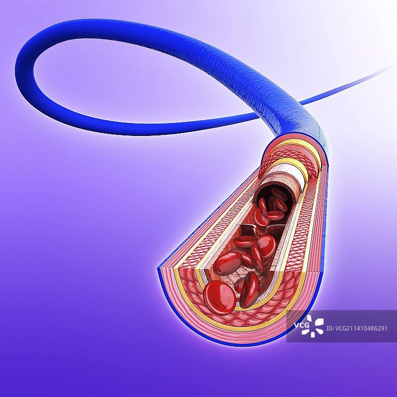 人体静脉艺术图片素材