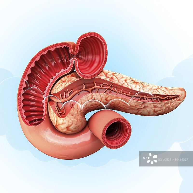人胰腺医学插图图片素材