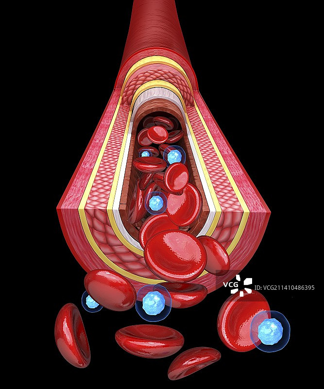 人体动脉艺术作品图片素材