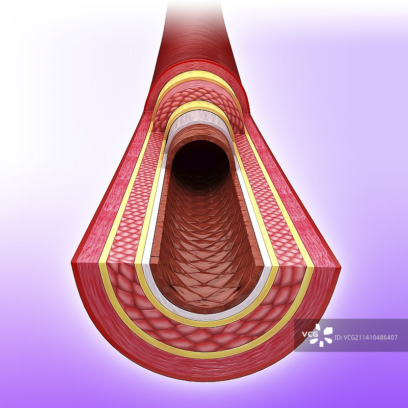 人体动脉艺术作品图片素材