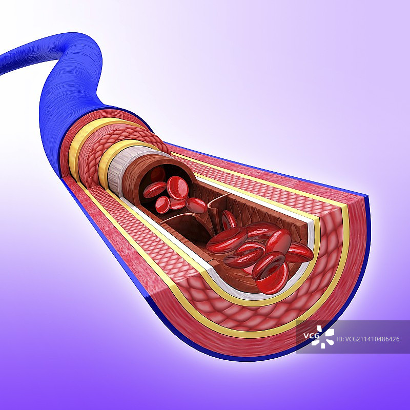 人体静脉艺术图片素材