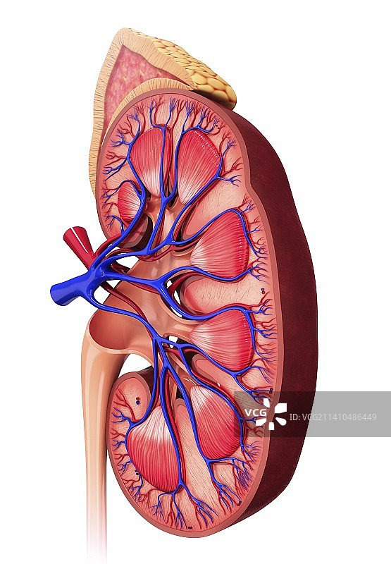 人体肾脏图图片素材