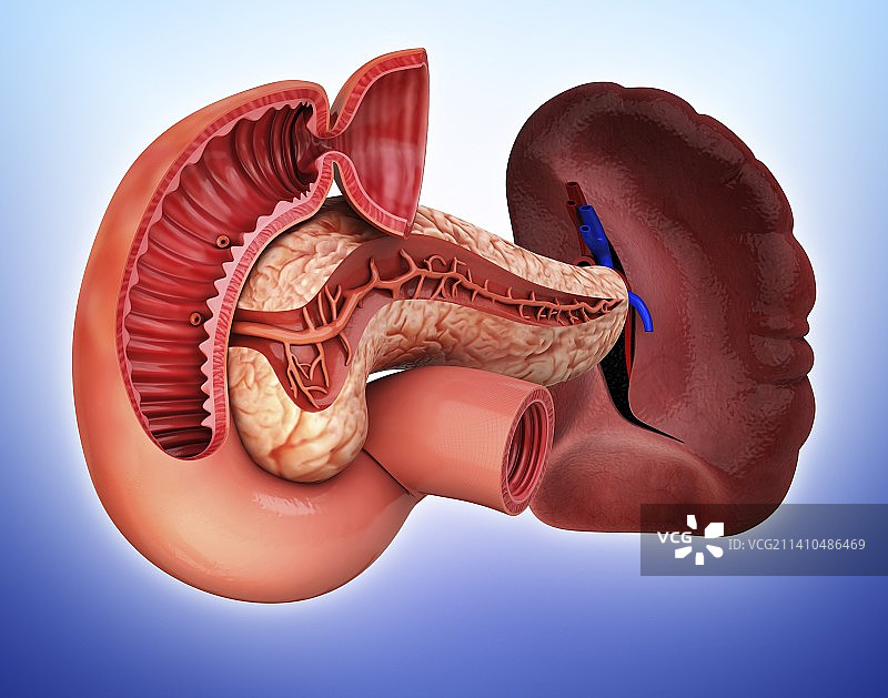 人胰腺医学插图图片素材