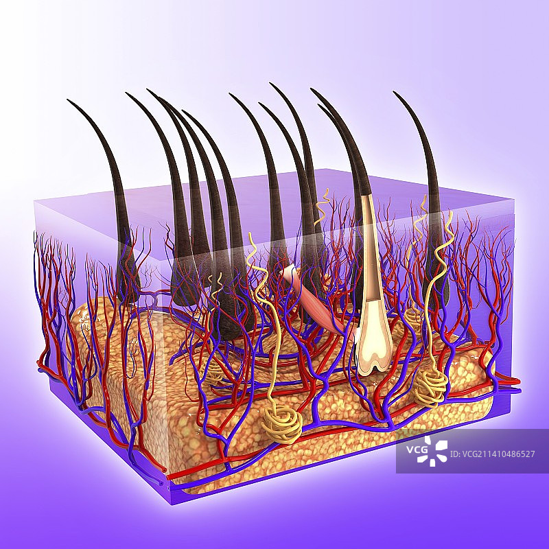 人体皮肤艺术图片素材