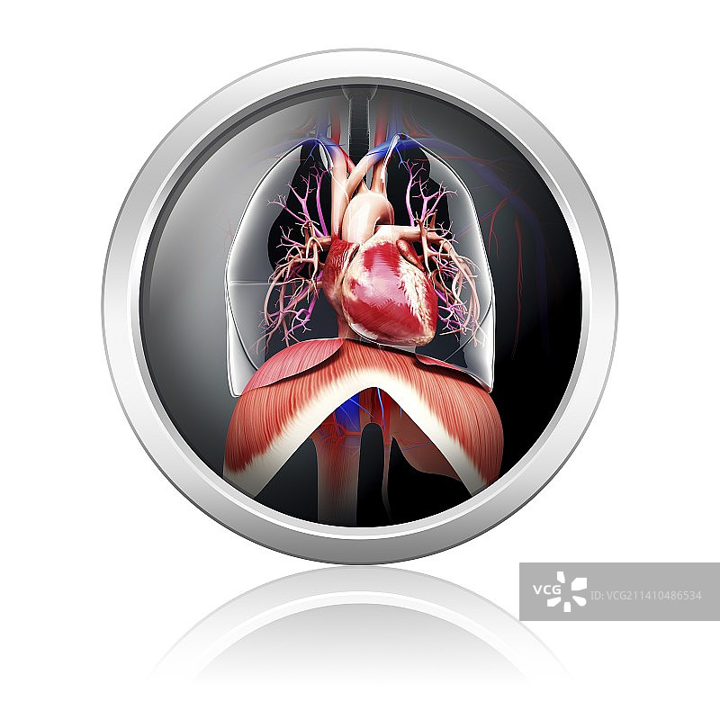 人类呼吸系统，艺术作品图片素材