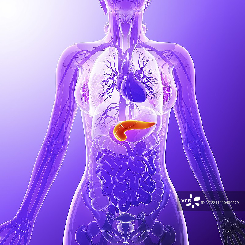 人胰腺医学插图图片素材