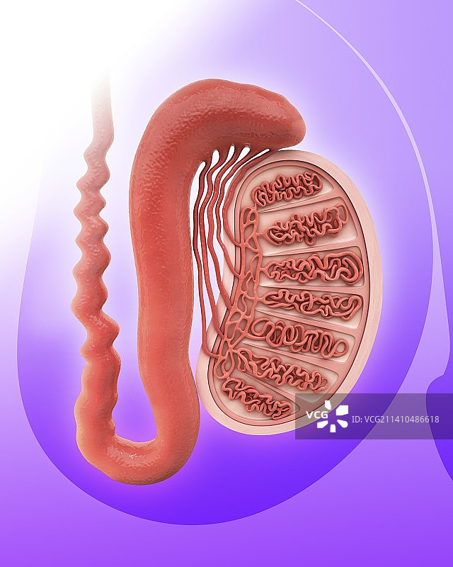 人类睾丸艺术作品图片素材