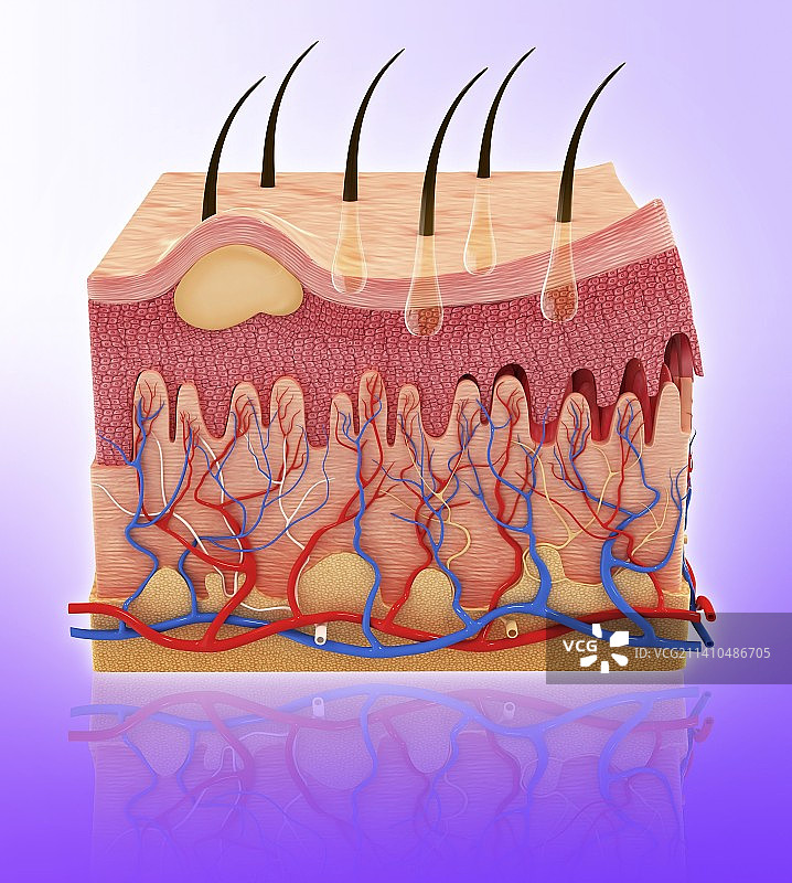 人体皮肤，示意图，仅做科普示意。图片素材