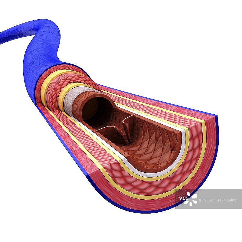 人的血脉，示意图图片素材