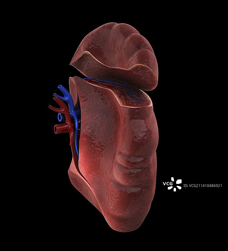 人类脾脏艺术图图片素材