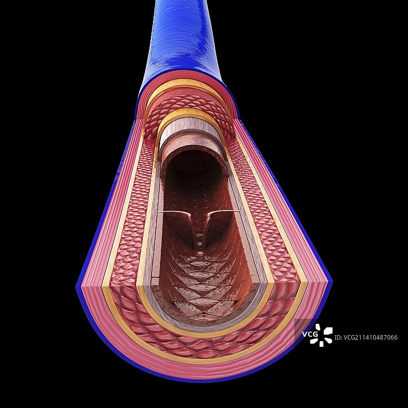 人体静脉艺术图片素材