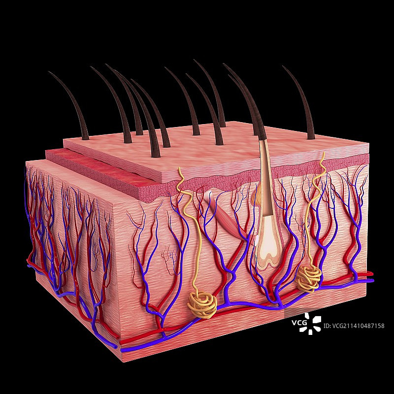 人体皮肤，示意图图片素材