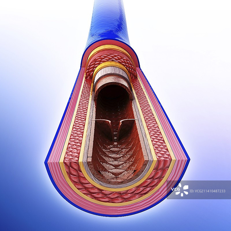 人的血脉，示意图图片素材