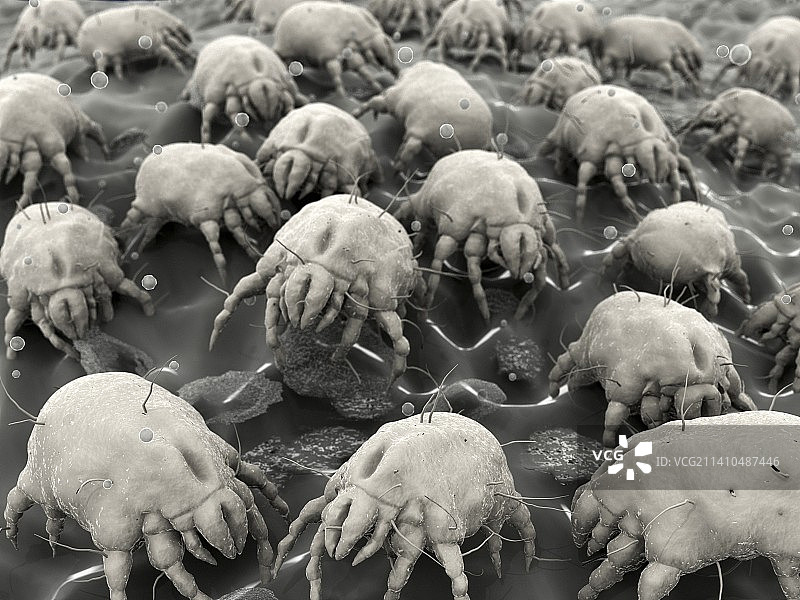 尘螨艺术作品图片素材