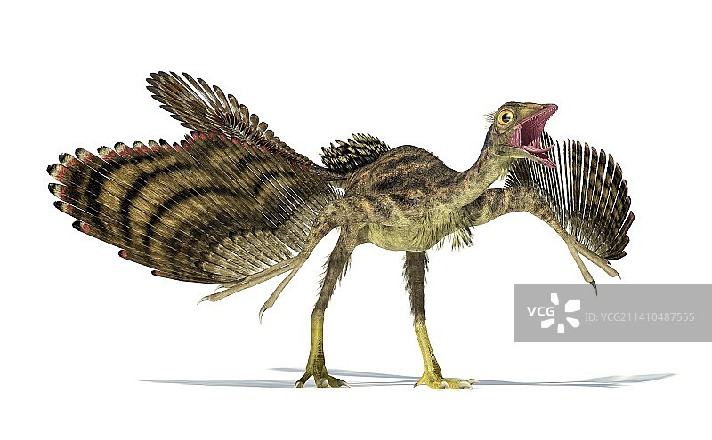 始祖鸟恐龙，示意图图片素材