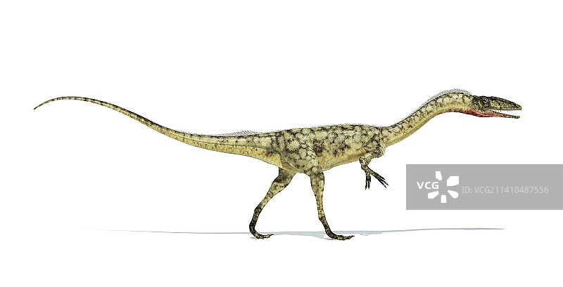 腔骨恐龙，示意图图片素材