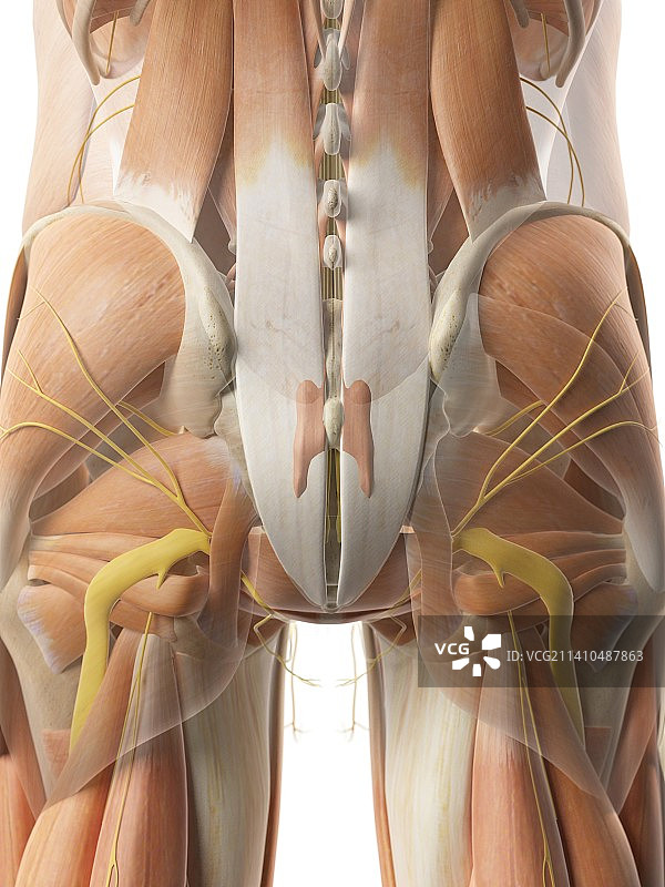人类臀肌图片素材