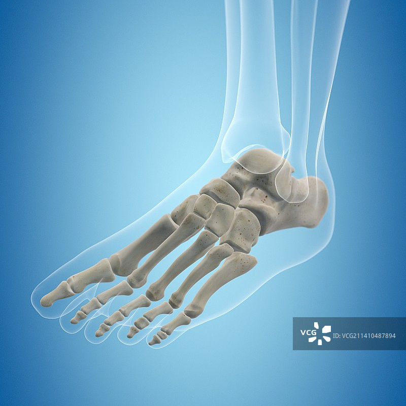 人类足骨艺术图图片素材