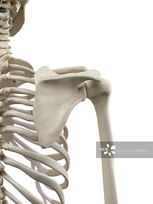 人类肩胛骨图片素材