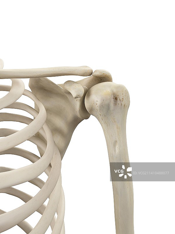 人类肩胛骨图片素材