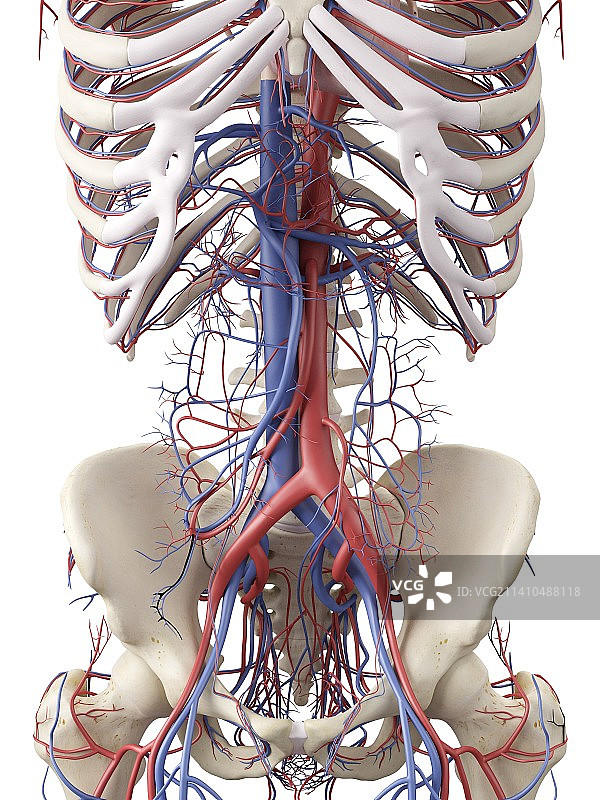 血管系统（艺术作品）图片素材