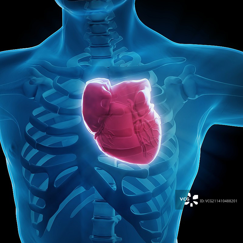 人类心脏艺术作品图片素材