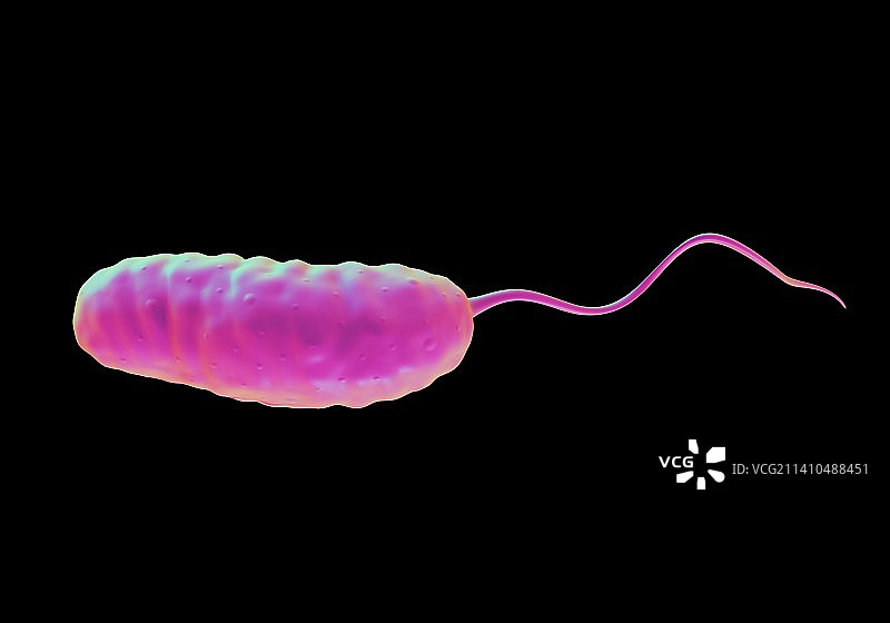 霍乱弧菌插画图片素材