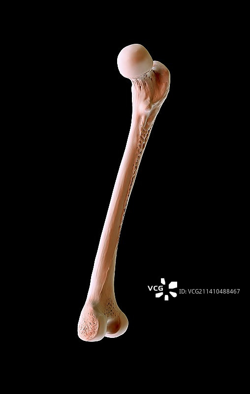 人类股骨插图图片素材