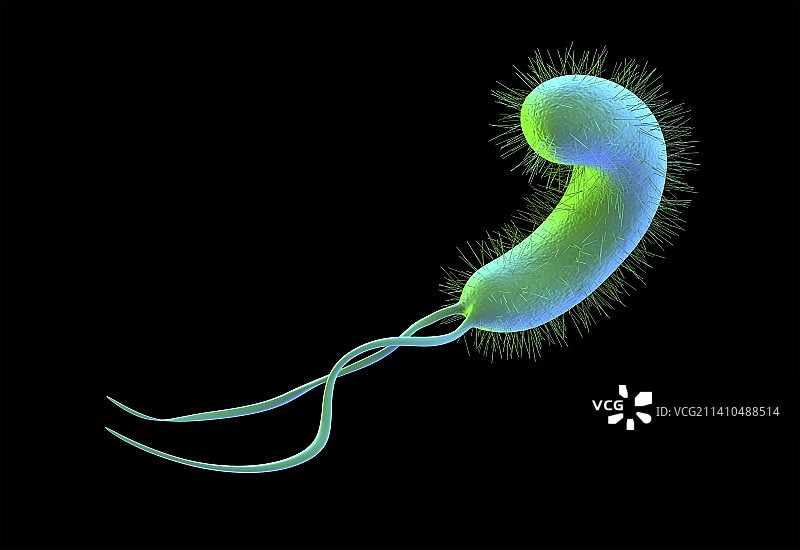 幽门螺杆菌图片素材