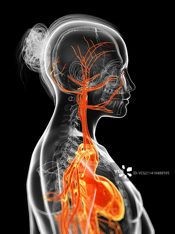 女人血管系统艺术图图片素材