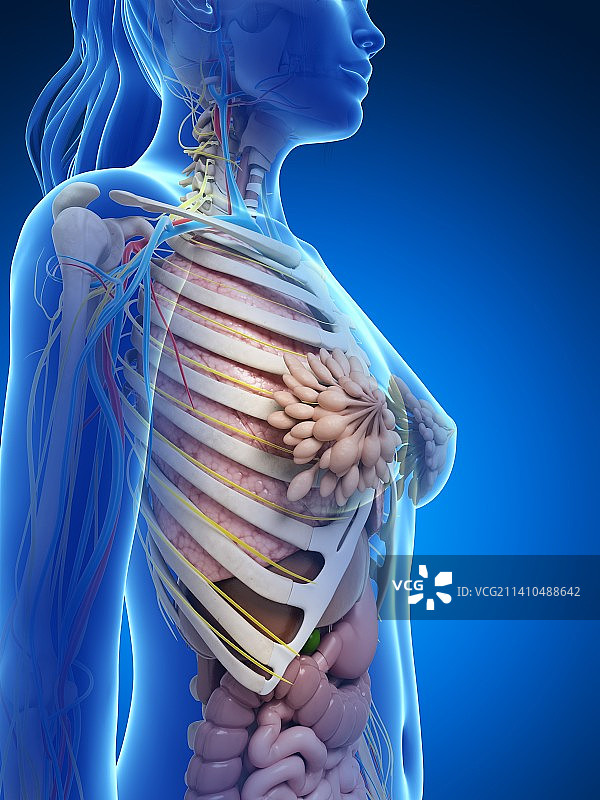 女性解剖学、艺术品图片素材